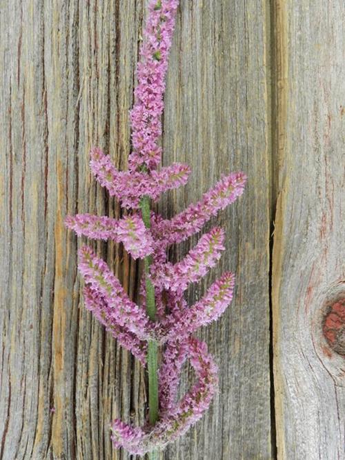 RAT TAIL PINK STATICE